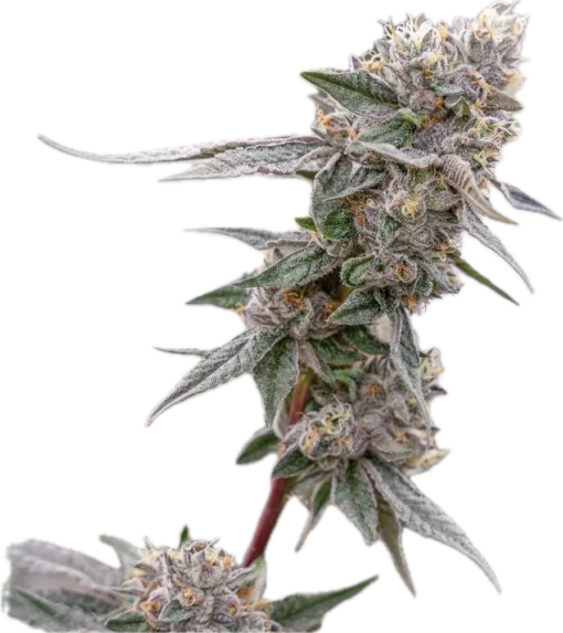 Lemon Cherry Gelato